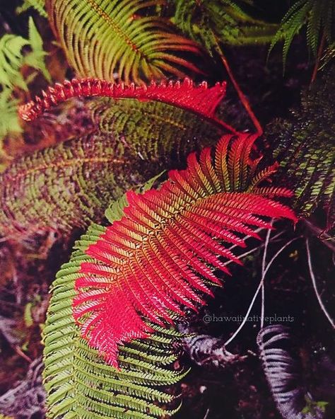 Hawaii Native Plants on Instagram: "Sadleria cyatheoedes ʻ(amaʻu) This gorgeous fern often has brightly colored new fronds ranging from lime green to orange, pink, red, or burgundy. As they grow older, they form a trunk similar to that of hāpuʻu -- if you're ever at Palikū cabin in Haleakala National Park, check out the impressive ʻamaʻu just outside the door! Photograph from Hawaiian Forest Plants by Merlin. 🪴 #sadleriacyatheoides #sadleria #amau #fern #ferns #fernsofinstagram #nativehawaiianp Plant Reference, Hawaiian Plants, Haleakala National Park, Tree Fern, Forest Plants, Hawaii Life, 3d Flowers, Reference Photos, Growing Old