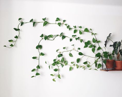 Up and down aren’t the only ways to grow: try across. It takes finesse, but some home-style plant enthusiasts use sturdy vines which can be twisted and patterned across the wall. Who needs a solid fern print wallpaper when there are living, breathing patterns to be made? Trailing Plants Indoor, Diy Planters Indoor, Hanging Plants Diy, Planters Diy, Black Thumb, Hanging Planters Indoor, Ivy Plants, Hanging Plants Indoor, Crassula Ovata