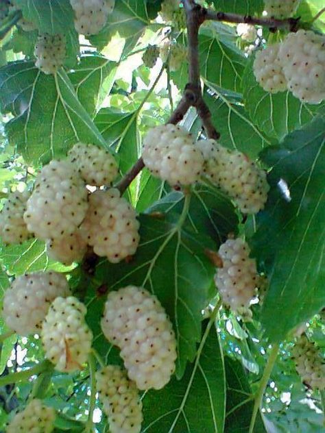 Mulberry Fruit, Weird Fruit, White Mulberry, Garden Frogs, White Berries, Fruit Photography, Mulberry Tree, Food Forest, Beautiful Fruits