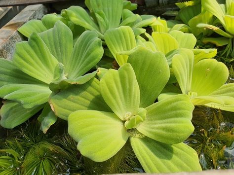 Dwarf Water Lettuce: The Ultimate Care Guide Water Lettuce, Taman Air, Floating Plants, Fast Growing Plants, Planted Aquarium, All About Plants, Aquariums, Plant Care, Lettuce