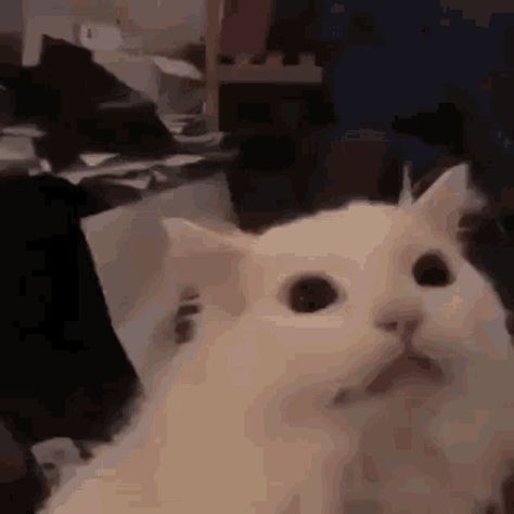 Cat Scream GIF - Tenor GIF Keyboard - Bring Personality To Your Conversations | Say more with Tenor Dwight Meme, Aesthetic Discord Gif, Screaming Reaction, Thurston Waffles, Creepy Pfp, Dormir Gif, Screaming Meme, Mattel Creations, Shocked Cat