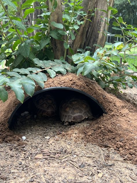 Aesthetic Tortoise Enclosure, Box Turtle Habitat Outdoor Diy, Diy Tortoise Habitat Outdoor, Sulcata Tortoise Enclosure, Tortoise Aesthetic, Tortoise Enclosure Outdoor, Outdoor Tortoise Enclosure, Turtle Enclosure, Turtle House