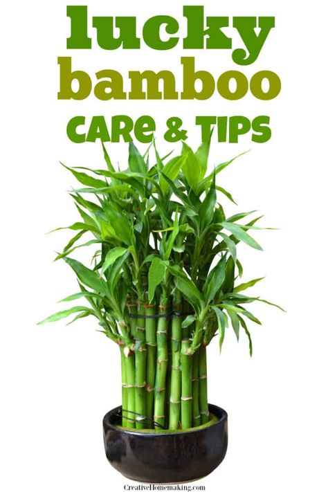 Bamboo Plant Indoor, Lucky Bamboo Care, Indoor Bamboo Plant, Bamboo Plant Decor, Bamboo House Plant, Bamboo Plant Care, Indoor Bamboo, Tanaman Air, Growing Bamboo