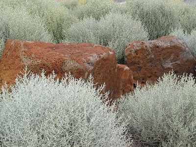 Leucophyta brownii / Cushion Bush Native Garden Ideas, Australian Gardens, Bush Garden, Australian Native Garden, Coastal Garden, Native Gardens, Australian Natives, Australian Plants, Australian Garden