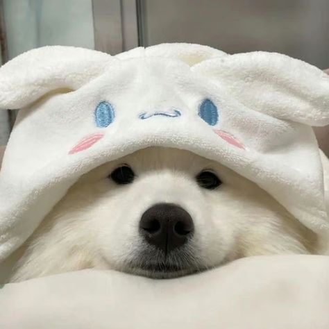 Cute Dog Wallpaper, Samoyed Puppy, Cute Dogs Images, Very Cute Puppies, Samoyed Dogs, Dog Icon, Cute Dog Photos, Cute Animals Puppies, Very Cute Dogs