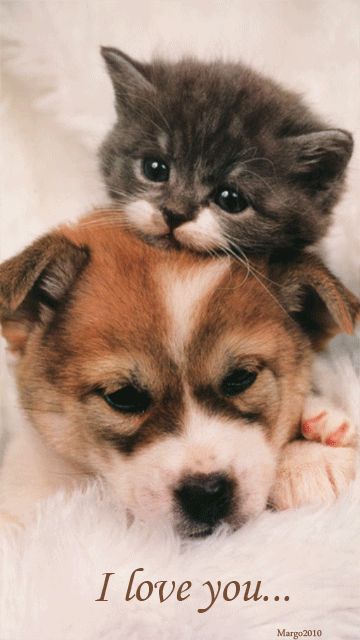 Kittens or Puppies? How about both?! 🤷‍♀️ | Joseyphina's World Cute Puppies And Kittens, Akita Puppies, Puppies And Kitties, Animals Friendship, Kitten Love, Kitten Pictures, Kittens And Puppies, Cat And Dog, Puppy Pictures