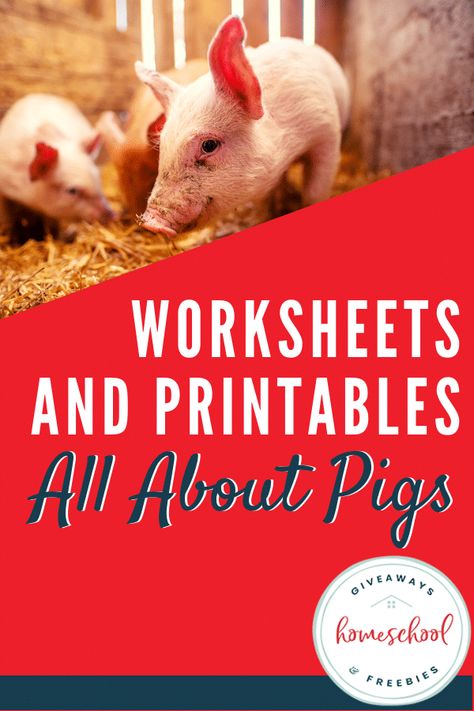 Worksheets and Printables All About Pigs #allaboutpigs #learningaboutpigs #pigprintables #pigresources Pig Science Preschool, Pig Activities, Agriculture Education Lessons, Charlottes Web Activities, Ag Classroom, National Pig Day, 4h Ideas, Zoo Crew, Pig Breeds