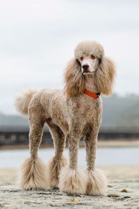 Puppy Pfp, Standard Poodle Haircuts, Anjing Poodle, Poodle Haircut Styles, Poodle Tattoo, Sketch Nature, Poodle Hair, Poodle Haircut, Animal Aesthetic