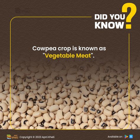 Cowpea has exceptional nutritional value. Due to its protein richness, it is also called Vegetable meat. . . #cowpea #vegetables #legumes #agriculture #crops #lobia #farming #vegetablemeat #apnikhetii #Apnikhetiapp Agriculture Facts, Pulses Recipes, Nutritional Value, Food Facts, Agriculture, Did You Know, Nutrition, Meat, Quick Saves