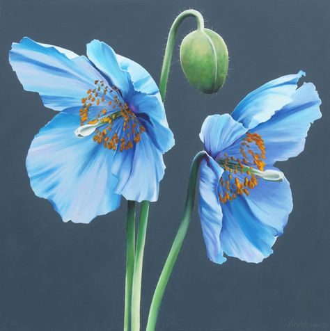 Blue Poppies Painting, Blue Himalayan Poppy, Himalayan Poppy, Himalayan Blue Poppy, Poppy Flower Painting, Blue Flower Art, Blue Poppies, Blue Flower Painting, Poppy Painting