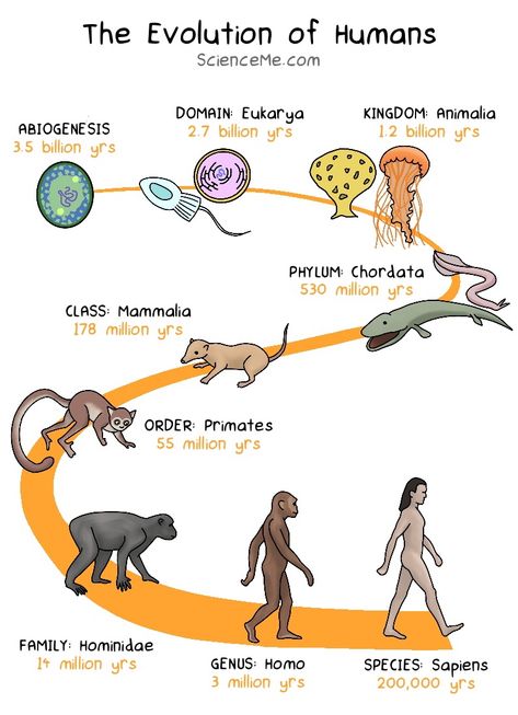 Taxonomy Biology, Learn Biology, History Of Earth, Basic Anatomy And Physiology, Homeschool Social Studies, Biology Facts, Geometric Nature, Biology Lessons, Human Evolution