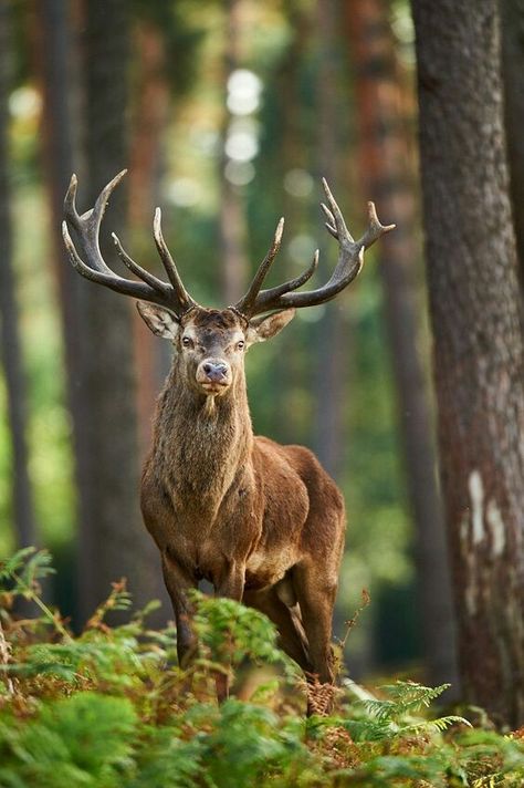 Red Deer Buck Deer Photos, Deer Pictures, Deer Family, Deer Art, Airbrush Art, Majestic Animals, A Deer, Whitetail Deer, Wildlife Animals