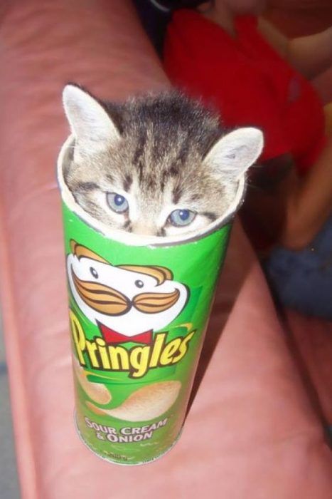 35 Funny Pictures of Cats Stuck in Places They Shouldn't Be #funnycats #funnyanimals #cats #lol #catmemes Katt Grejer, Pringles Can, 밈 유머, Image Chat, Cat Box, 웃긴 사진, Funny Cat Pictures, Cute Kittens, Funny Animal