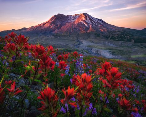 Mount Saint Helens (Mount St. Helens National Volcanic Monument) – Natural Atlas Mountain Travel, St Helens, Beautiful Photography, Amazing Nature, Nature Pictures, Nature Photos, Belle Photo, Beautiful Views, Red Flowers