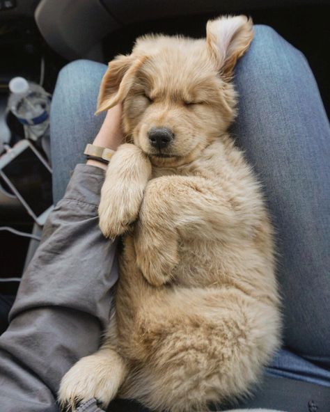 Productivity Inspiration, Dogs Sleeping, Cute Puppies Images, Cute Puppy Wallpaper, Cute Dogs Images, Puppy Wallpaper, Puppy Images, Cute Puppy Pictures, Pictures Of Dogs