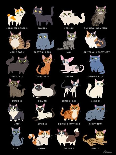 Cat Breeds Chart, Types Of Cats, Cats Breeds, Cat Facts, Cats Illustration, Disney Films, Cute Animal Drawings, Buy A Cat, Warrior Cats