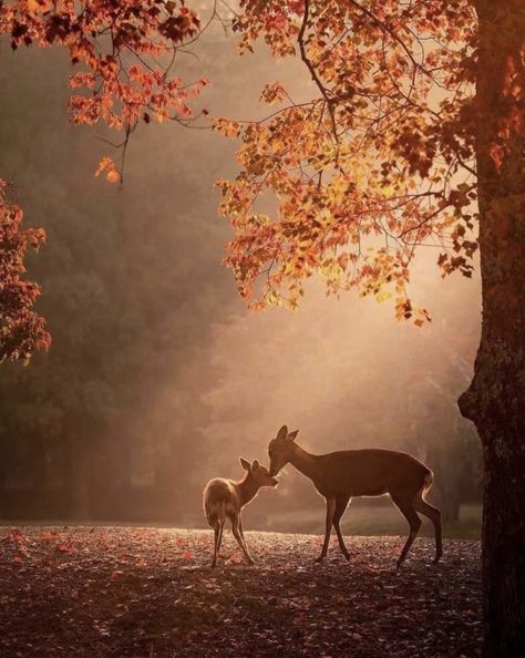 Soft Pictures, Autumn Animals, Pretty Backgrounds, Autumn Scenery, Fall Pictures, Woodland Creatures, Animal Wallpaper, Nature Aesthetic, Autumn Photography