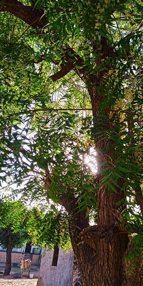 Neem Tree Images, Neem Tree, Kerala House, Devi Temple, Kerala Houses, Kerala House Design, Krishna And Radha, Tree Images, Phone Wallpaper Patterns