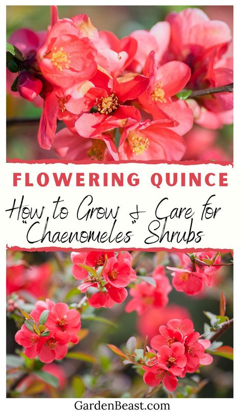 Chaenomeles, commonly referred to as Flowering Quince, Japanese Quince, or Japonica for hybrids, is a genus that contains species of spiny deciduous shrubs. Flowering quince plants belong to the Rosaceae family and are originated in regions of Southeast Asia | flowering quince bonsai | flowering quince landscape | flowering quince shrub care #floweringquince #floweringquinceplants Japanese Quince Shrub, Quince Plant Shrubs, Flowering Quince Shrub, Quince Plant, Quince Bush, Quince Shrub, Allotment Planning, Chaenomeles Japonica, February Flowers