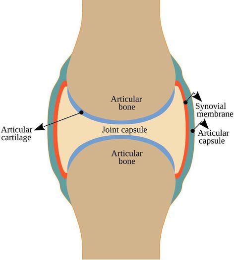 General structure of a Synovial Joint Synovial Joints Anatomy, Synovial Joints, Types Of Joints, Joints Anatomy, Basic Anatomy, Basic Anatomy And Physiology, Human Anatomy And Physiology, School Project, Anatomy And Physiology