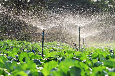 Irrigation of vegetables into the sunset | Premium Photo #Freepik #photo #water #green #nature #farm Sprinkler System Diy, Water Irrigation System, Irrigation Methods, Water Irrigation, Sprinkler Irrigation, Drip Irrigation System, Sprinklers, Drip Irrigation, Water Resources