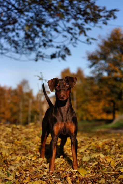 Ruby | Rare chocolate & tan German Pinscher | Hanna-Maria | Flickr German Pinscher, Rottweiler Love, Doberman Love, Belgian Shepherd, Purebred Dogs, American Kennel Club, American Bully, Oh Well, Service Dogs