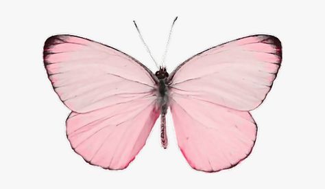 Butterfly Transparent Background, Pastel Pink Butterfly, Background Hd Png, Pastel Butterfly, Butterfly Png, Pastel Butterflies, Background Hd, Reverse Image Search, Pink Paint