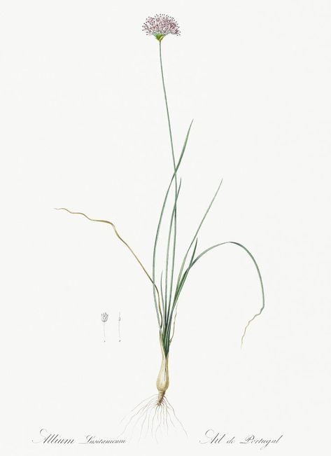 Download free image of Mountain garlic illustration from Les liliacées (1805) by Pierre Joseph Redouté (1759-1840). Original from New York Public Library. Digitally enhanced by rawpixel. about garlic, redoute, garlic floweries images, flower, and allium lusitanicum 502019 Garlic Illustration, Garlic Flower, Onion Flower, Tattoo Apprenticeship, Free Illustration Images, New York Public Library, Download Free Images, Botanical Illustration, Public Library