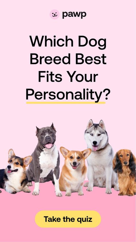 Not all soulmates are human! Which dog breed best fits your personality? Take the quiz to find your perfect match! Dog Quiz, Dog Breed Art, Dog Match, Dog Personality, Really Cute Dogs, Cute Chihuahua, Pretty Dogs, Cute Hamsters