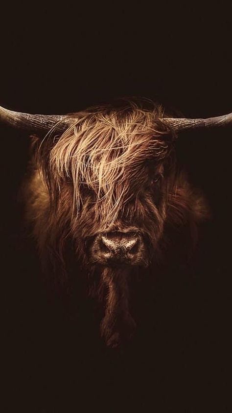 Regard Animal, Highland Cow Painting, Cow Photography, Highland Cow Art, Scottish Highland Cow, Fluffy Cows, Cow Pictures, Highland Cows