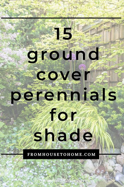 Great list of perennial ground cover plants that love the shade! There are so many different options that are low maintenance and will help prevent weeds in my garden. #fromhousetohome #shadeplants #gardeningtips #gardenideas #gardening #groundcover Shady Landscaping, Ground Cover Perennials, Perennials For Shade, Plants For Shade, Ground Orchids, Perennial Ground Cover, Japanese Painted Fern, Plants Under Trees, Flowering Perennials