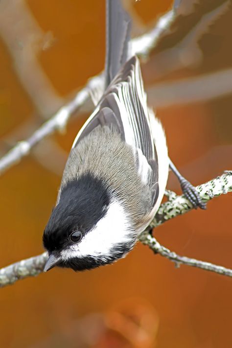 Chickadee Flying, Chickadee Photography, Birdhouse In Your Soul, Canadian Nature, Chickadee Bird, Song Birds, Black Capped Chickadee, Bird Paintings, Pretty Nature