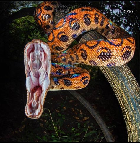 Ninety-Nine Times Mother Nature Was Simply Bada** Brazilian Rainbow Boa, Nature Pics, Cat Photography, Photography Instagram, Reptiles And Amphibians, Anaconda, Animals Images, Our Planet, Pet Dog