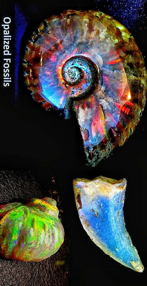 Opalized Fossils Opal Fossil, Opalized Ammonite, Seashells Photography, Opalized Fossil, Black Pinterest, Summer Street Style, Fossil Bones, Rocks And Fossils, Amber Fossils