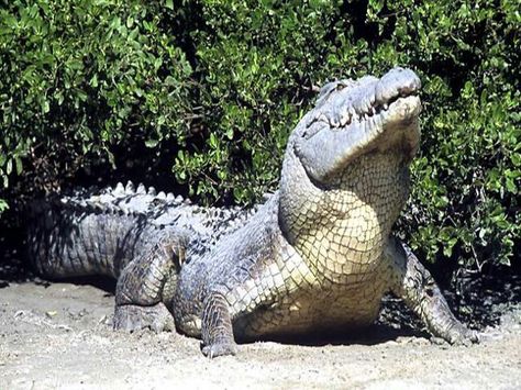 Crocodile Animal, Saltwater Crocodile, Cute Reptiles, Dangerous Animals, Big Animals, Crocodiles, Reptiles And Amphibians, Animals Of The World, Animal Photo