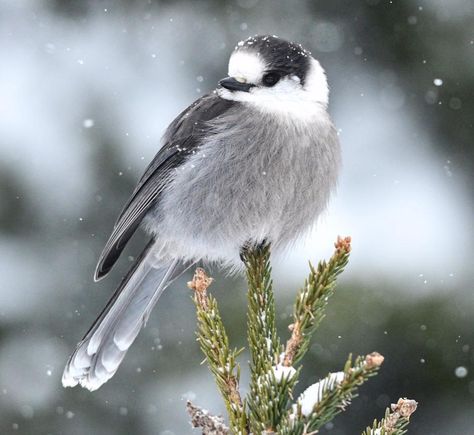 Parc de la Gaspesie ,Québec, Canada  Canada's national bird,  Oiseau national du Canada Mésangeai , Canada Jay Grey jay (Perisoreus canadensis), also , camp robber, or whisky jack March 2019 By Louis Morissette Grey Jay Bird, Canada Jay, Grey Jay, Natures Wonder, Whisky Jack, Gray Jay, Costumes 2024, Photography Reference, Tattoos Inspiration