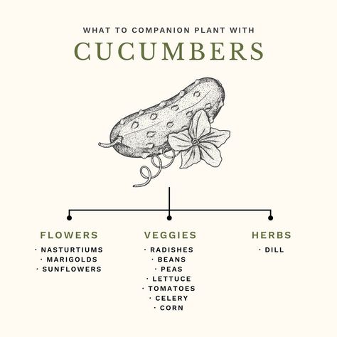 🌿 Companion Planting 101! One of the most common questions I get asked is what is companion planting, and what should I plant beside each other? Companion planting is really quite simple. It’s exactly what it’s name says – planting various types plants that are beneficial to one another together! One of the most commonly known companion planting combinations is tomatoes & basil, but there’s so much more that can be planted with tomatoes including chives, carrots and even marigolds! 🍅 In thi... Thyme Companion Plants, Carrot Companion Plants, Produce Garden, Planting Combinations, Companion Planting Vegetables, Herb Life, Small Vegetable Gardens, Companion Plants, Garden Inspo