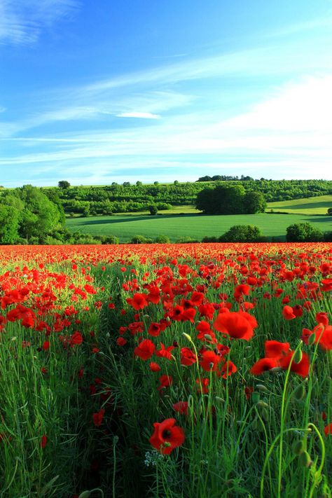 Poppy Field, Alam Yang Indah, Blue Skies, Flower Field, Nature Beauty, Beautiful World, Beautiful Landscapes, Wonders Of The World, Mother Nature