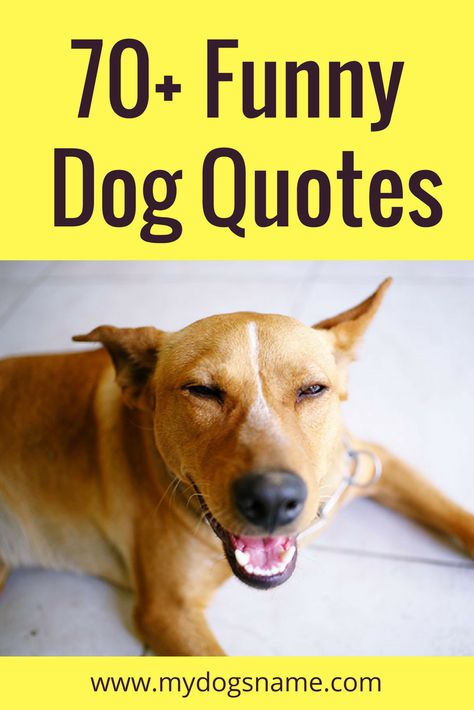 Looking for funny dog quotes? Get ready – this collection of 70+ funny dog quotes and sayings is sure to tickle your funny bone! #dogs #quotes Granddogs Quotes, Man And Dog Quotes, Letter Board Quotes Dogs, Funny Dog Grooming Quotes, Dog Letter Board Quotes, Pawsome Quotes, Puppy Sayings, Funny Quotes About Dogs, Short Dog Quotes