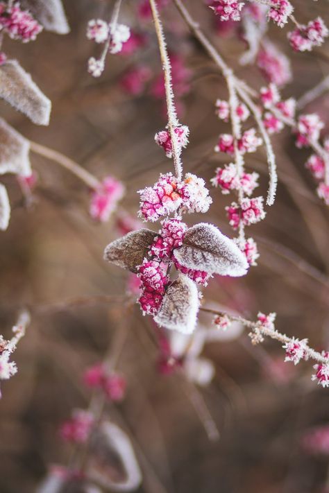 20 Free Beautiful Winter Wallpapers for iPhone - The Beauty May Flor Iphone Wallpaper, Pink Floyd Wallpaper, Gold Abstract Wallpaper, Winter Iphone, Iphone Wallpaper Winter, Flower Background Images, Wallpaper Winter, Most Beautiful Wallpaper, Flower Iphone Wallpaper