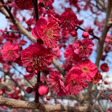 Japanese Apricot Flower Tattoo, Azuma Makoto Flower, Red Sakura Flower, Japanese Plum Blossom, Red Plum Blossom, Japanese Apricot, Prunus Mume, Late Winter, Botanic Garden