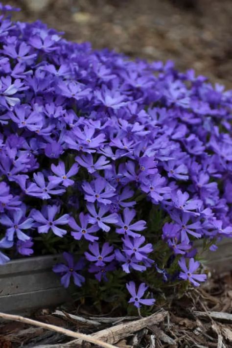 7 Things You Didn't Know About Growing Creeping Phlox Creeping Phlox Ground Cover, Phlox Ground Cover, Creeping Plants, Creeping Phlox, Ground Cover Plants, Free Plants, Purple Hues, English Garden, Ground Cover