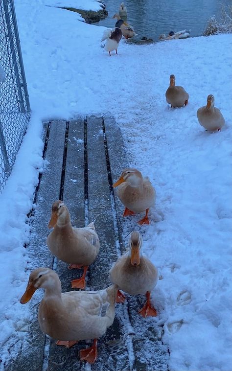 Saxony Ducks, Abc Dates, Farm Ducks, Pet Duck, Ducks And Chickens, Meal Worms, Duck Farming, Raising Ducks, Pet Ducks