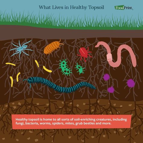 Burrowing Animals, Save Soil, No Till Farming, Soil Microorganisms, Soil Conservation, Kids Activities At Home, Agriculture Education, Game Mobile, Soil Layers