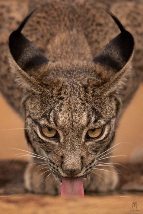 Cat Totem, Iberian Lynx, Lynx Lynx, Art Assignments, Cat Species, Pretty Animals, Small Cat, Lynx, German Shepherd Dogs