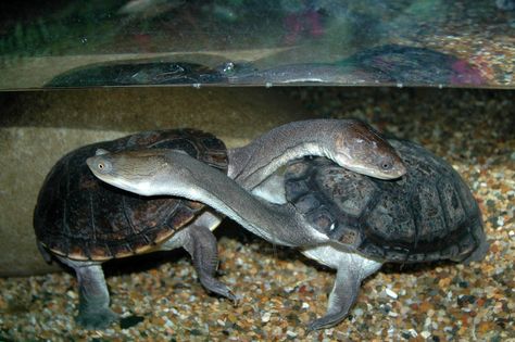 snake-necked turtles Snake Neck Turtle, Freshwater Turtles, Sea Turtle Pictures, Land Turtles, Tortoise Turtle, Terrapin, Turtle Love, Baby Turtles, Reptiles And Amphibians