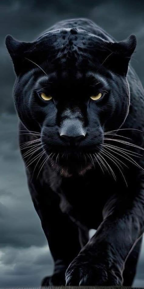 Black Puma Animal, Black Panther Pictures, Black Jaguar Wallpaper, Pantera Wallpaper, Black Pantera, Black Panther Wallpaper, Black Panther Animal, Dark Panther, Puma Animal