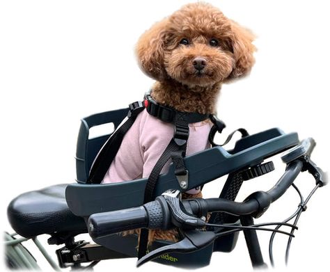 Jenny's Favorite Option For Biking Smaller Dogs Dog Bike Seat, Dog Bike Carrier, Dog Bike Basket, Dog Paw Protection, Dog Bike Trailer, Dog Bike, Dog Life Vest, Bike Trailers, Bike Baskets