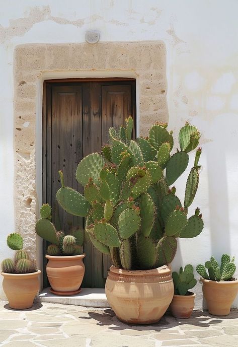 Cacti In Pots, Cactus Plants Outdoor, Rustic Outdoor Spaces, Cactus House Plants, Front Garden Landscape, Gladioli, Home Exterior Makeover, Cactus Pot, Desert Garden