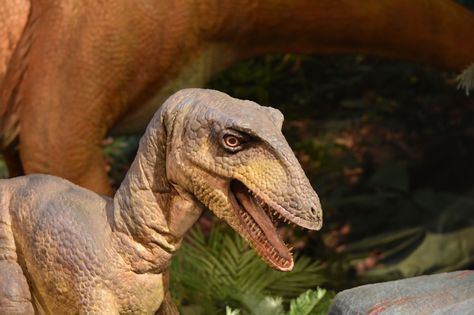 https://flic.kr/p/UhqWiT | 2017 May 30, Dinosaurs at Pink Palace Museum Memphis TN | 2017 May 30, Dinosaurs at Pink Palace Museum Memphis TN Pink Palace, Memphis Tn, A Beast, Dinosaurs, Palace, Animals, Pink